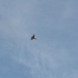 Yellowhammer