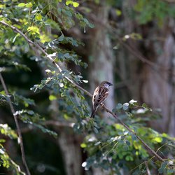 House Sparrow