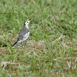 White Wagtail