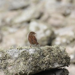 Dunnock