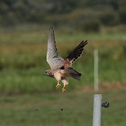 Kestrel