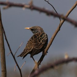 Starling