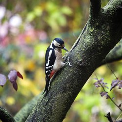 Great Spotted Woodpecker
