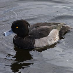 Tufted Duck