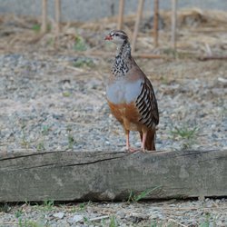 Red-legged partridge