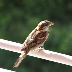 Tree Sparrow