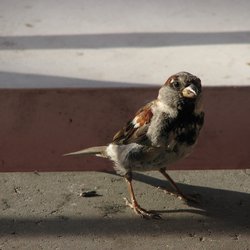 Tree Sparrow