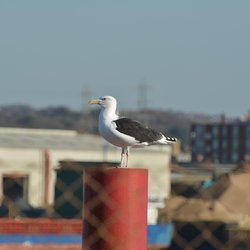 Great Black-backed Gull