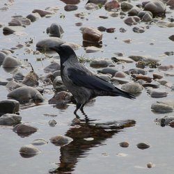 Hooded crow