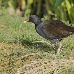Moorhen