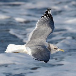 Common Gull