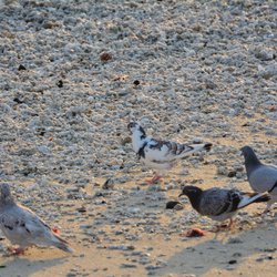 Feral Pigeon