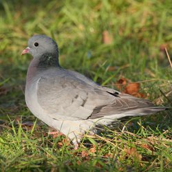 Stock Dove