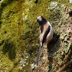 Long-tailed Tit