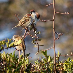 Tree Sparrow