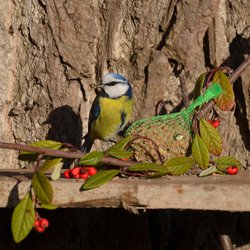 Blue Tit