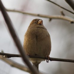 Chaffinch