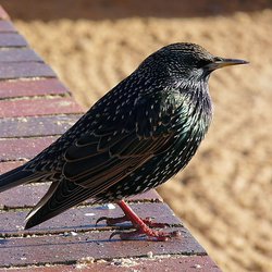 Starling