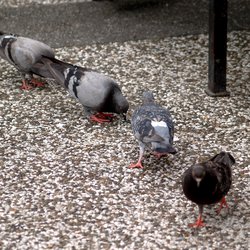 Feral Pigeon