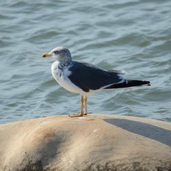 Lesser Black-backed Gull
