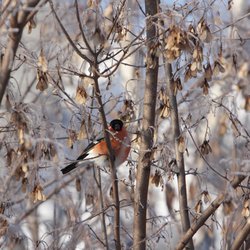 Bullfinch