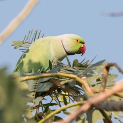 Ring-necked parakeet