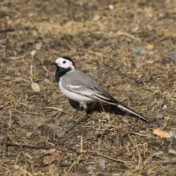 White Wagtail