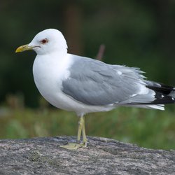 Common Gull