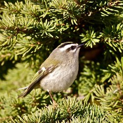 Goldcrest