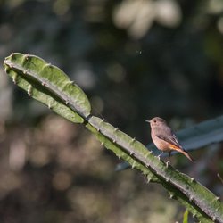 Black Redstart