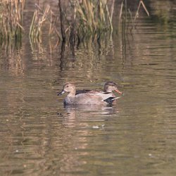 Gadwall