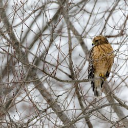 Buzzard
