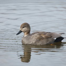 Gadwall