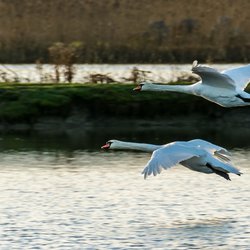 Mute Swan