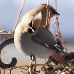 Bohemian Waxwing
