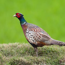 Pheasant
