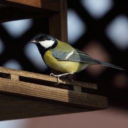 Great Tit