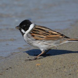 Reed Bunting