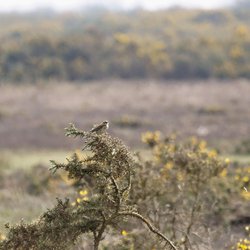 Meadow Pipit