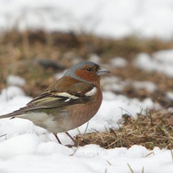 Chaffinch