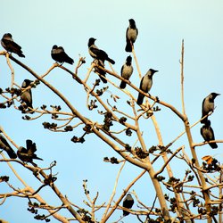 Hooded crow