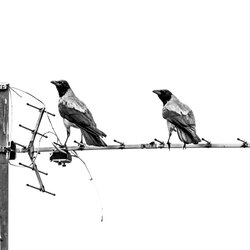 Hooded crow