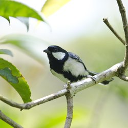 Great Tit