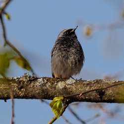 Black Redstart