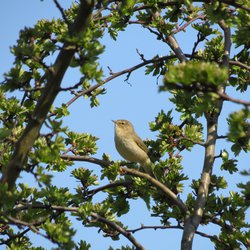 Chiffchaff