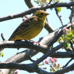 Yellowhammer