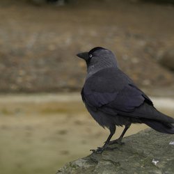 Jackdaw