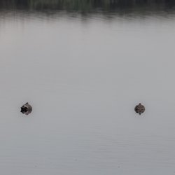 Gadwall