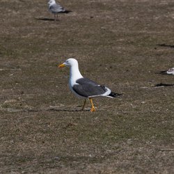 Lesser Black-backed Gull