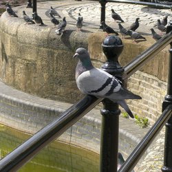 Feral Pigeon